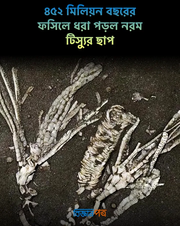 ৪৫২ মিলিয়ন বছরের ফসিলে ধরা পড়ল নরম টিস্যুর ছাপ