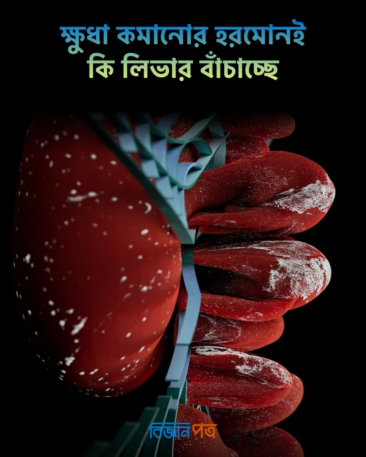 ক্ষুধা কমানোর হরমোন GDF15 লিভারকেও রক্ষা করতে পারে