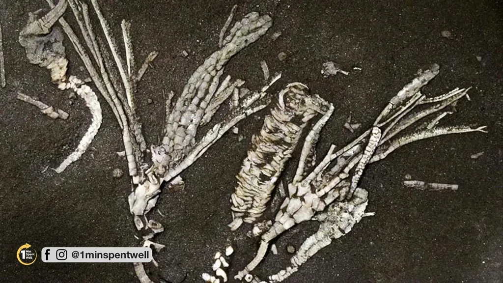 450 million years old, still soft tissue inside