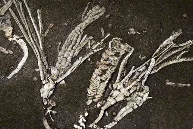 450 million years old, still soft tissue inside