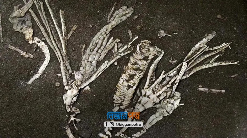 ৪৫২ মিলিয়ন বছরের ফসিলে ধরা পড়ল নরম টিস্যুর ছাপ