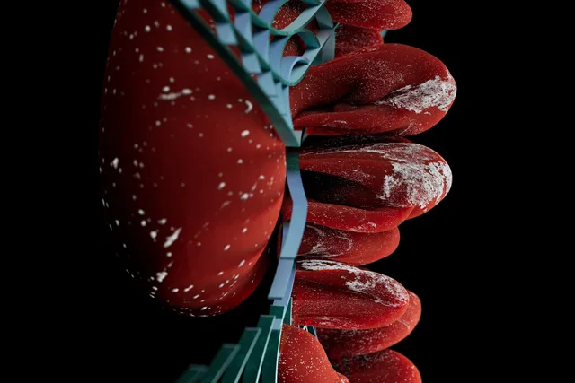 Appetite-Suppressing Hormone GDF15 May Also Protect the Liver, Researchers Claim