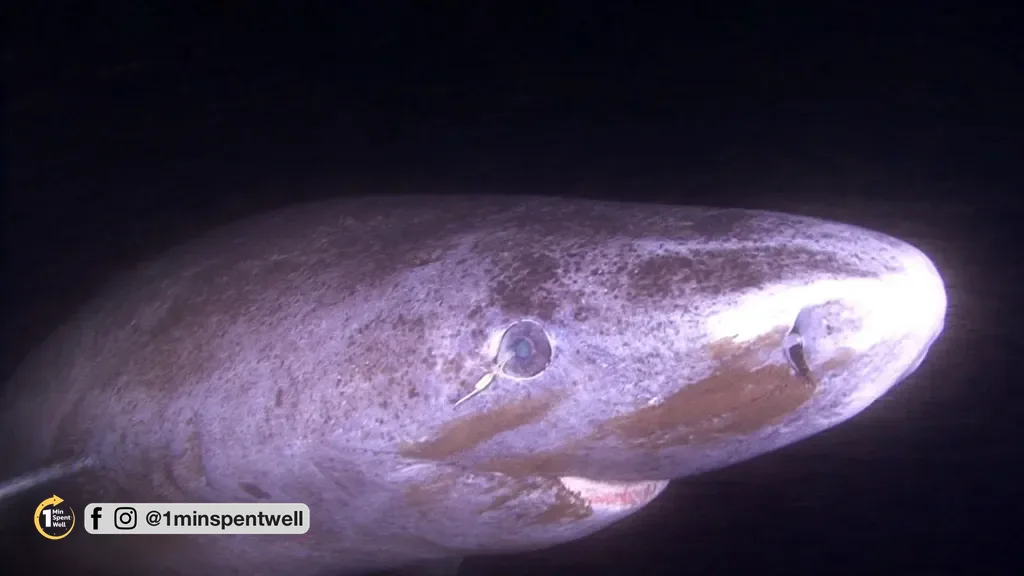 The 400-Year-Old Eyes That Show No Sign of Aging