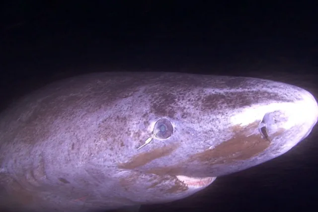 The 400-Year-Old Eyes That Show No Sign of Aging